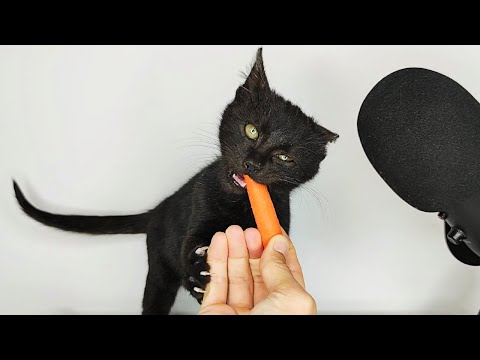 Kitten Eating Carrot ASMR