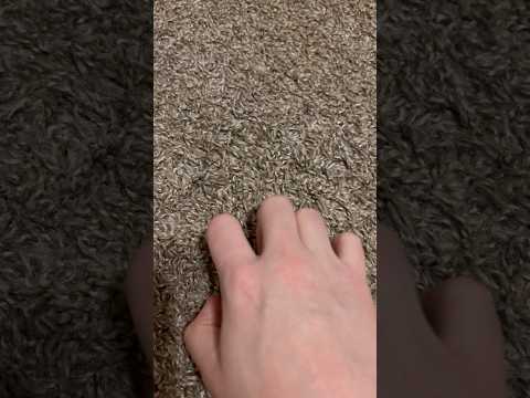 ASMR Scratching Carpet #ASMR #Shorts