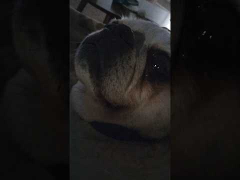 this pug will turn you handsome