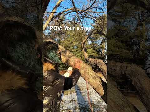 POV ur a tree and im massaging you