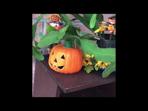 ASMR| ~Tapping and Scratching on Halloween Objects~