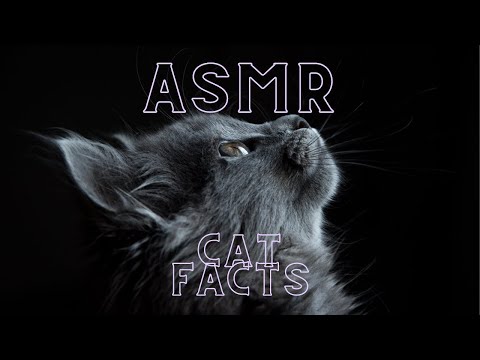 Binaural Up-close whispers about Cats