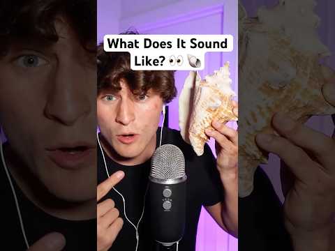 This Shell Sounds Impossible…🐚🤫#asmr #shorts