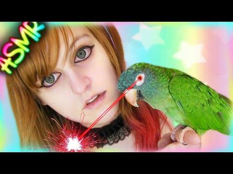 Trippy ASMR 🐦 Talking Parrot ░  ♡ Bird, Conure, Blue Crown Conure, Negative, Jacques, Laser ♡