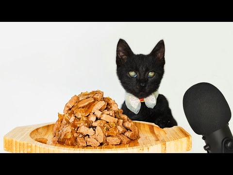 Kitten Eating Wet Cat Food ASMR MUKBANG