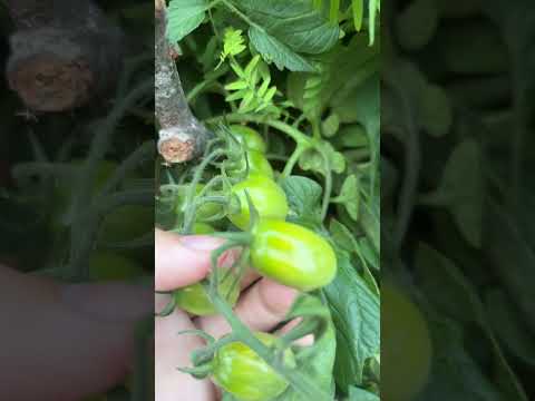 ASMR in my garden on a Wednesday #relax #triggersforsleep #garden