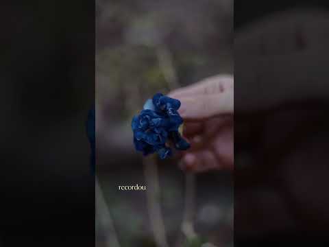Chá Revelação do meu bebê! Comenta aqui se você acertou 🌿🧚‍♀️