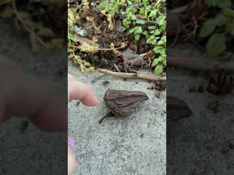 ASMR tapping outside #asmr