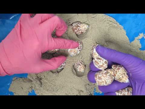 LATEX GLOVES ✋✋  4 Hands in Gloves✋✋ PINK◽ ORANGE◽ PURPLE◽ GREEN  LATEX🎧 [[ASMR]]