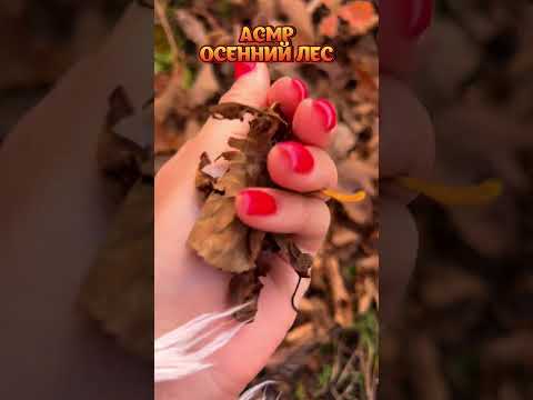 АСМР Осенний лес🍁 LOFI #асмр #antistress #аsmr #асмреда #relax