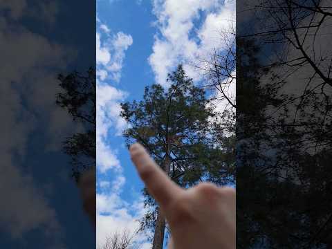 Asmr Sky Tracing with beautiful nature sounds ☁️🌳🐦