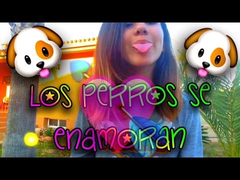 VideoStar! Los perros se enamoran 🐶💘