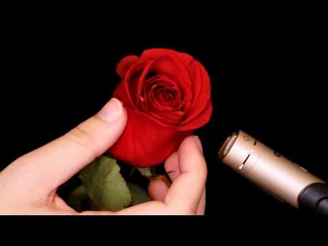 Real Rose Petals ASMR Tapping & Scratching