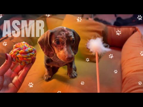 ASMR Aplicado No Meu Cachorro Salsicha 🐶🌭