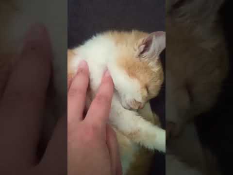 #türkçeasmr #kedi #cat #animals #funny