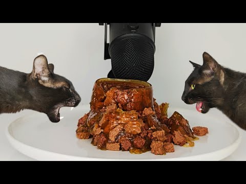 Cats Eating Wet Cat Food ASMR