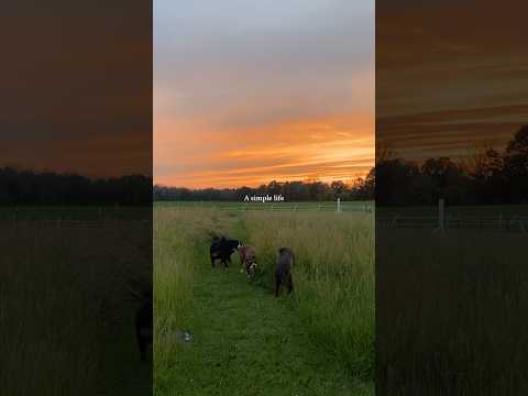 My little slice of heaven #country #morganwallen #dogsofyoutube #asimplelife