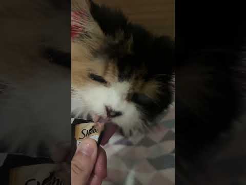 ASMR COM A MINHA GATA COMENDO #asmr
