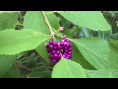 ASMR in my back yard - قدم زدن در حیاط خونه