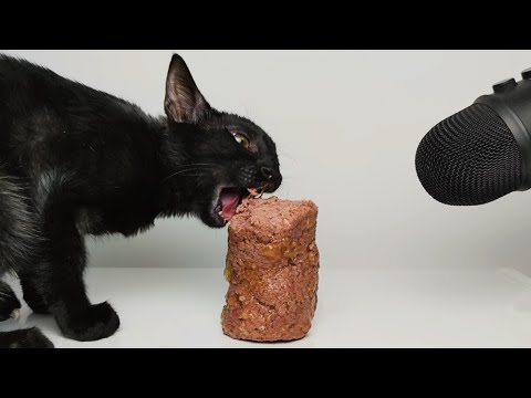 Cat Eating Wet Cat Food ASMR