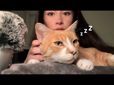 making my cat (and u) fall asleep (asmr)