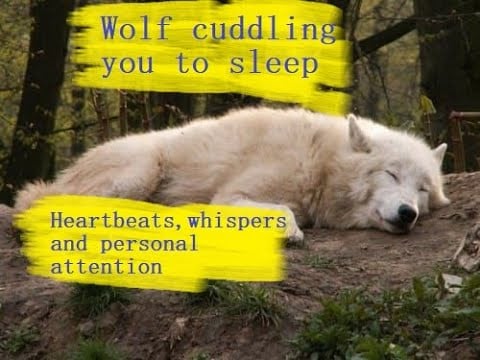 cuddly wolf comforts you/furry asmr