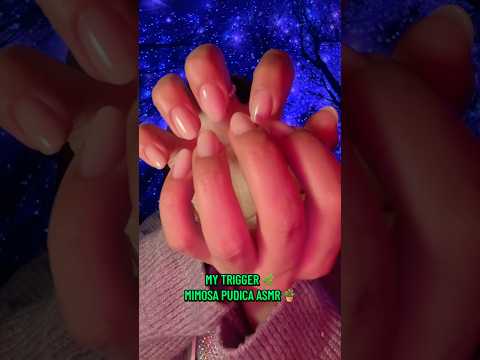 Mimosa Pudica ASMR 🌿 My trigger 🪴 #asmr #hsyasmr #mimosapudicaasmr #relaxingsounds #asmrsounds