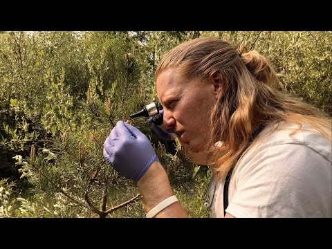 ASMR | Giving A Pine tree A Cranial Nerve Exam
