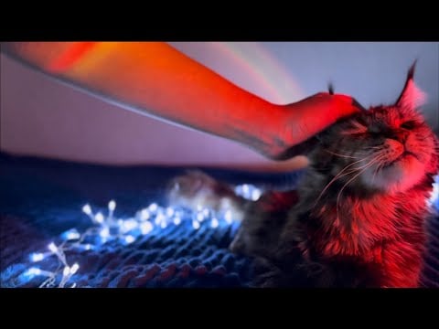 1 Hour ASMR Cat Purring 🐱 Deep Sleep, Relaxation & Anxiety Relief (No Talking)