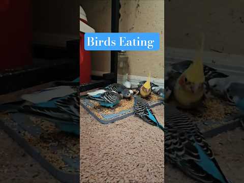 It's so cute watching them eat 🥺 #birds #asmr