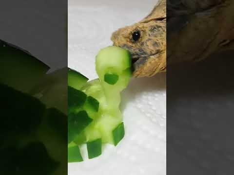 Turtle Eating Tortoise 🐢 ASMR Mukbang