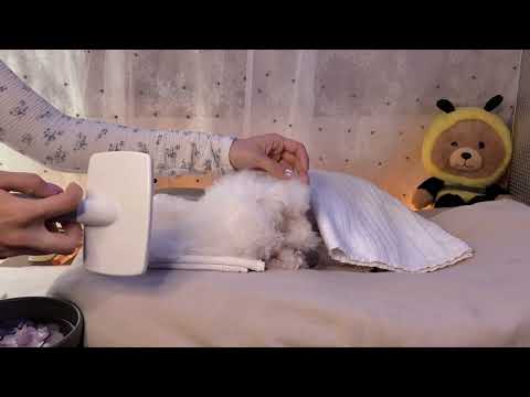 Doing ASMR Skincare on my dog | Water sounds, Tapping &  Mouth sounds