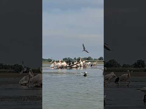 Danube Delta