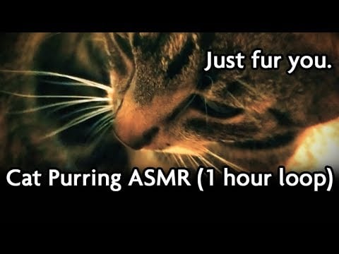 Cat Cuddles ASMR Purring (1 hour loop for relaxation)