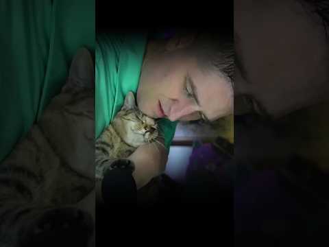 ASMR Kitty Purrs and Cuteness #Relaxing #Soothing #Comforting