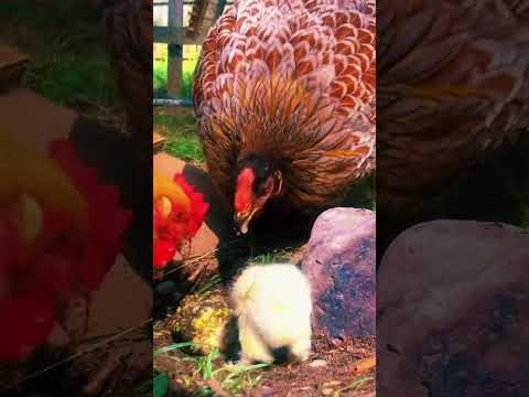 Chicken Keeping in the 18th Century? #history #relax #fashion