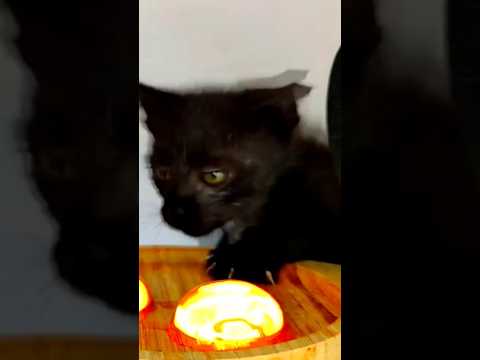 Kitten ASMR 🔥