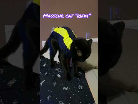 Masseur Cat “Rıfkı” - Cat Massage