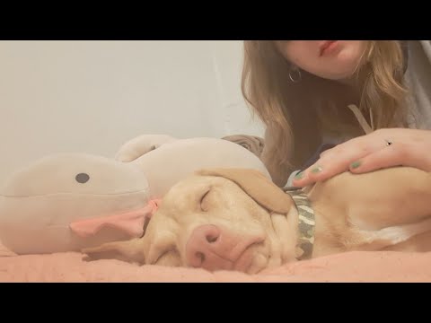 ASMR- Personal Attention on my Puppy 🐶 he's so sleepy 😴