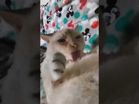 CAT EATS CAMERA