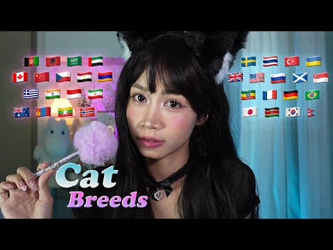 ASMR Cat Breeds Around the World 🐱🌍 | 33 Countries Compilation