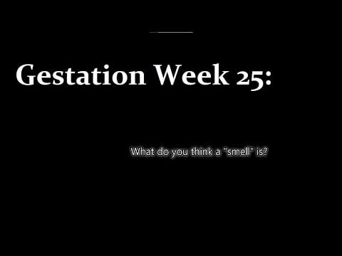 "ASMR" "Roleplay": You Speculate About What a "Smell" is with Your Twin on the 25th Week in the Womb