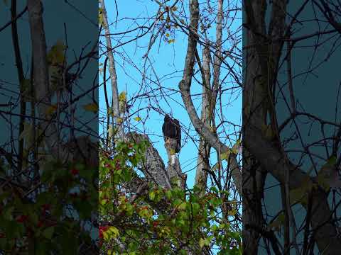 [ASMR] Fall Photography #asmr #shorts #photography #relax #fall
