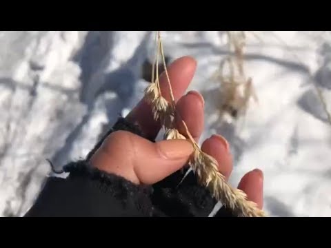 ASMR in the snow ❄️ ☃️