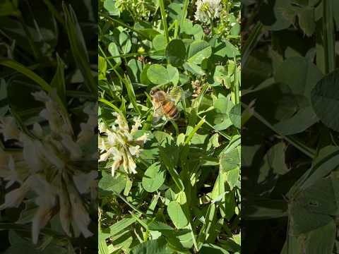 Buzzing Honeybees and White Clover