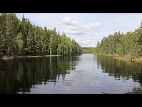 ASMR Walking Out In Nature Sounds | The Woods |  Occasional  Whisper