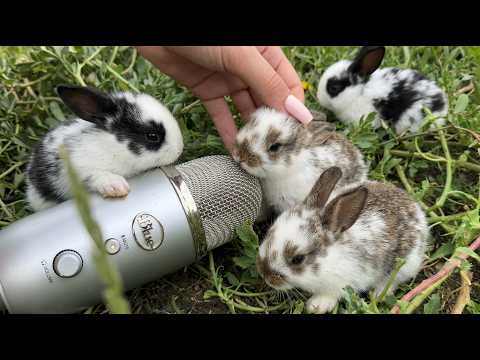 4 tiny bunnies try ASMR for the first time 🐰 1 minute