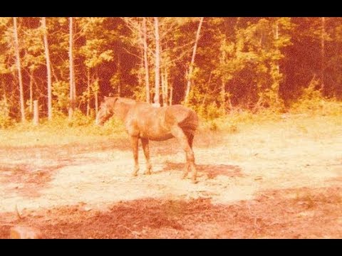 ASMR ~ Soft-Spoken Reading About Horses