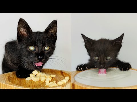 Kitten drinking milk and eating crunchy cheddar cheese ASMR