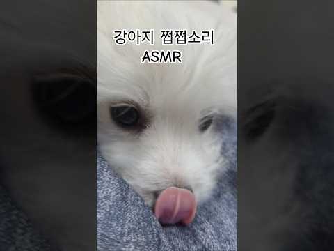 강아지 쩝쩝소리ASMRㅣthe babbling of a baby puppy #asmrdog #babydog #asmrshorts